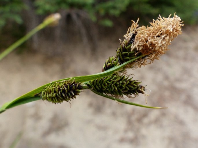 Carex scopulorum