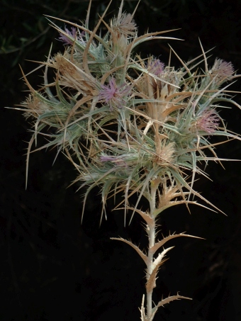 Carthamus dentatus