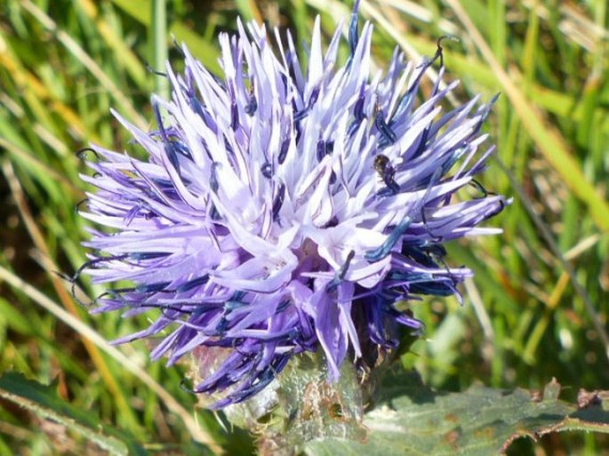 Carthamus caeruleus