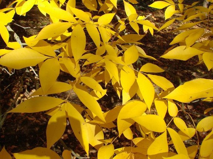 CARYA GLABRA (Mill.) Sweet - ořechovec lysý