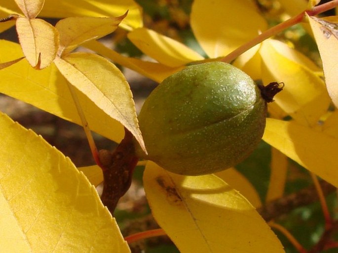 Carya glabra