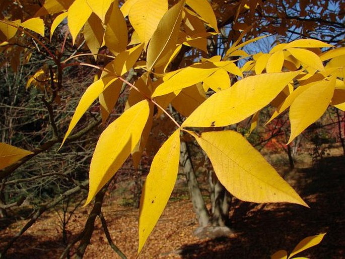 Carya glabra