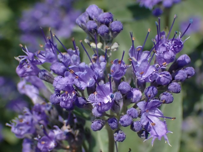 Caryopteris × clandonensis