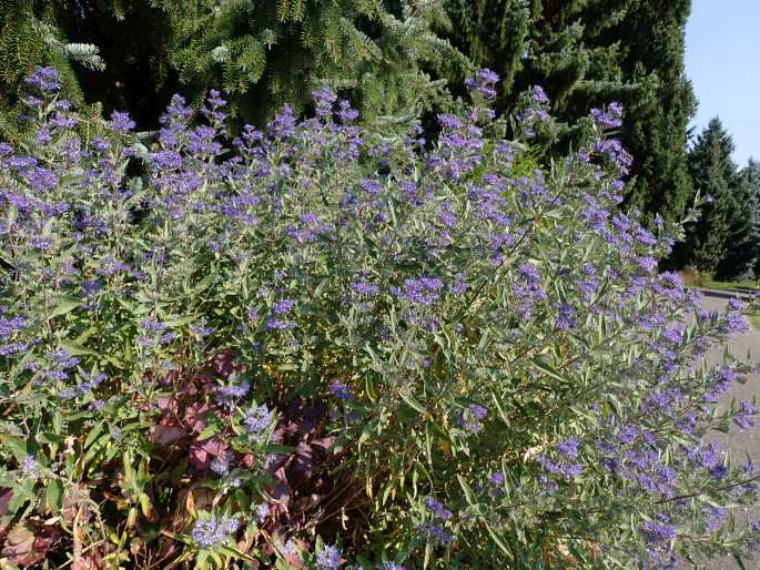 Caryopteris × clandonensis