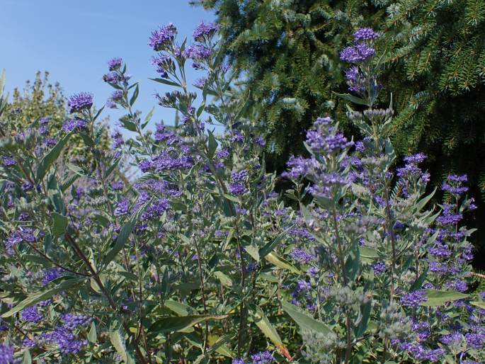 Caryopteris × clandonensis