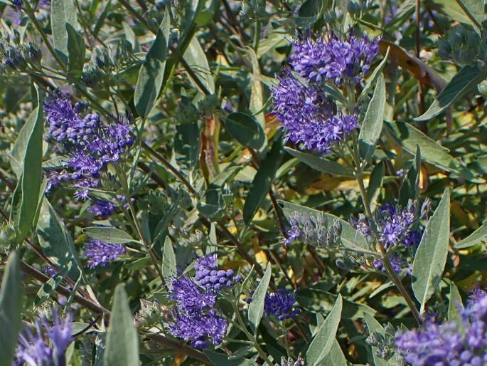 Caryopteris × clandonensis