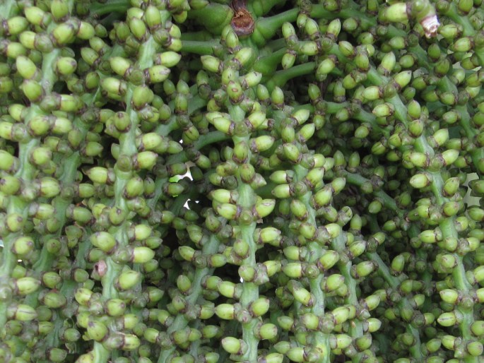 Caryota mitis