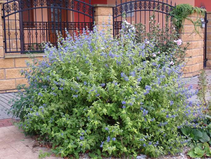 Caryopteris incana