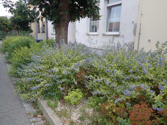 Caryopteris incana