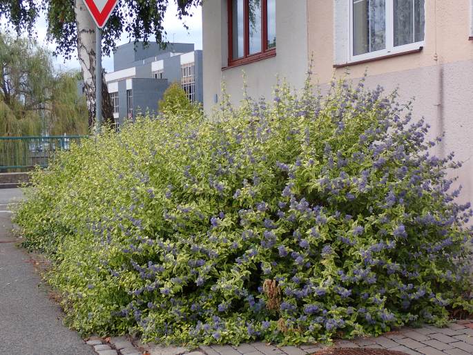 Caryopteris incana