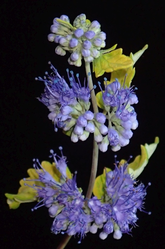 Caryopteris incana