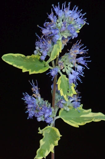 Caryopteris incana