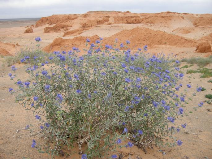 Caryopteris mongholica