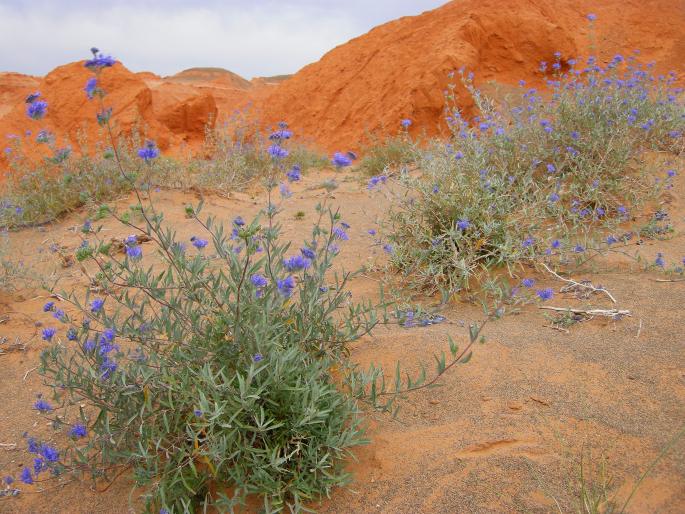 Caryopteris mongholica