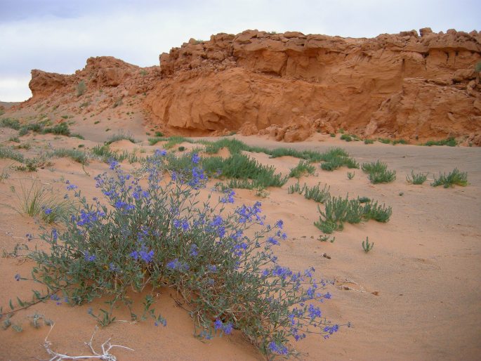 Caryopteris mongholica