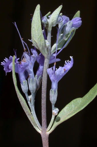 Caryopteris mongholica