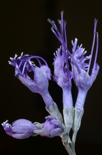 Caryopteris mongholica