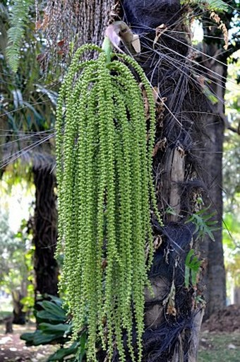 Caryota urens