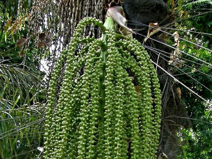 Caryota urens