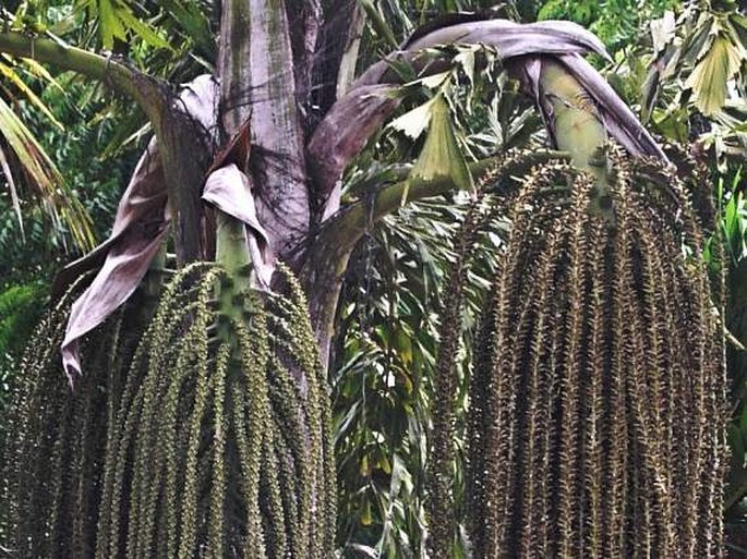 Caryota urens