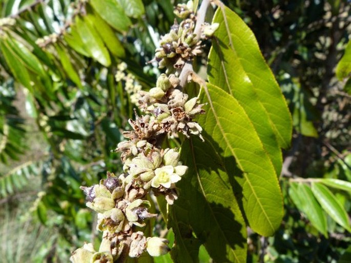 Casearia grandiflora