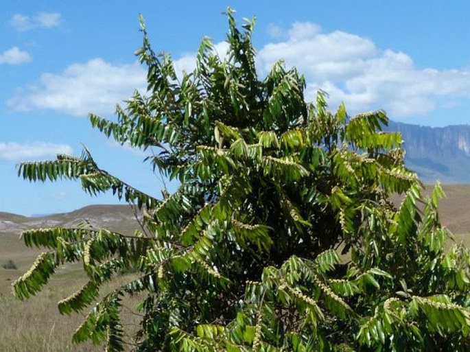 Casearia grandiflora