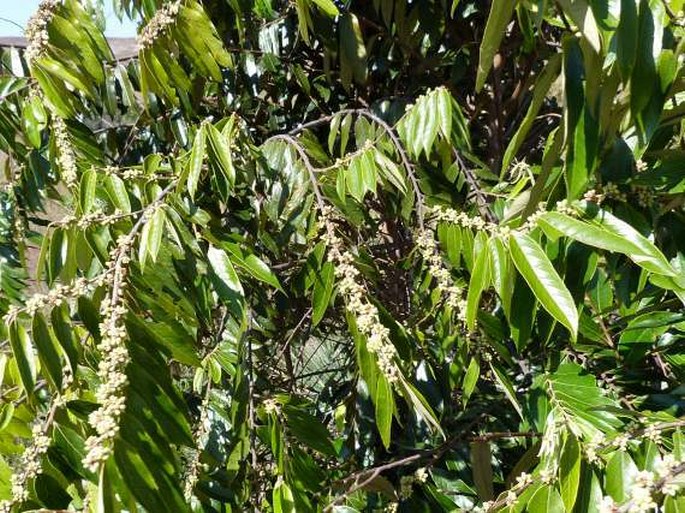 Casearia grandiflora