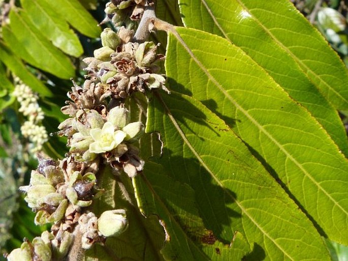 CASEARIA GRANDIFLORA Cambess.