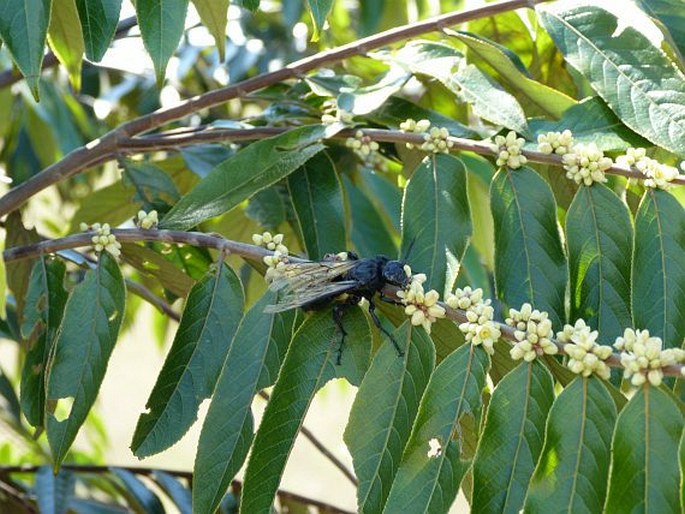 Casearia grandiflora