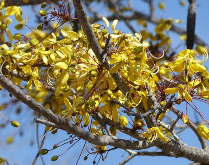 Cassia abbreviata