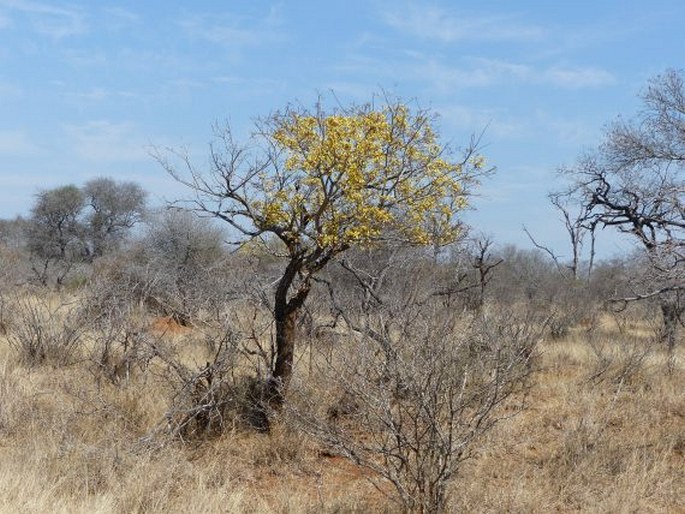 Cassia abbreviata