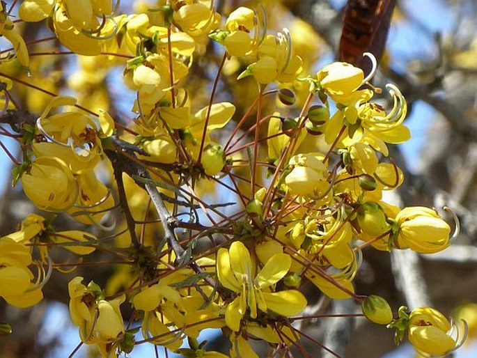 CASSIA ABBREVIATA Oliv.