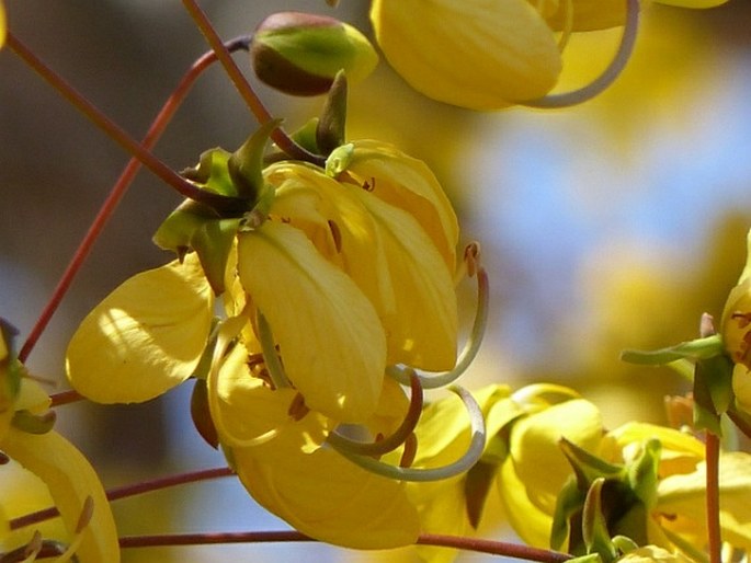 Cassia abbreviata