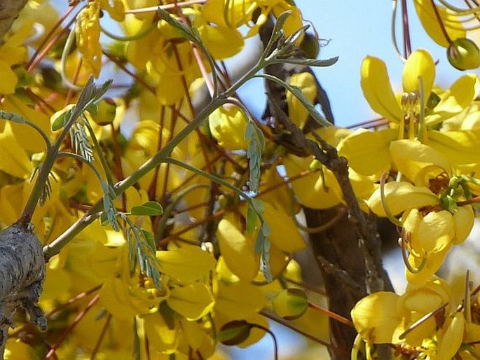 Cassia abbreviata