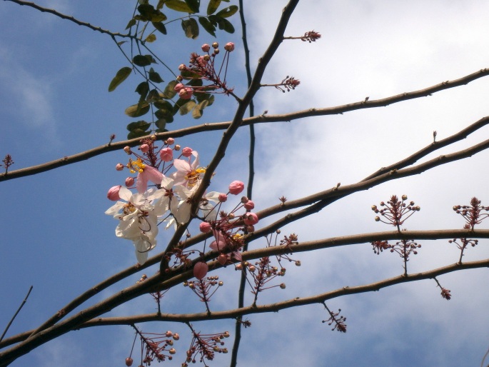 Cassia bakeriana