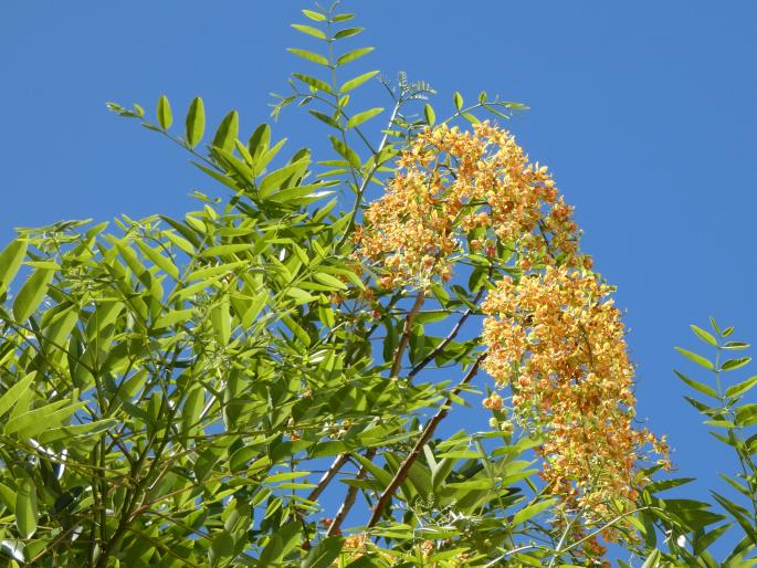 Cassia brewsteri