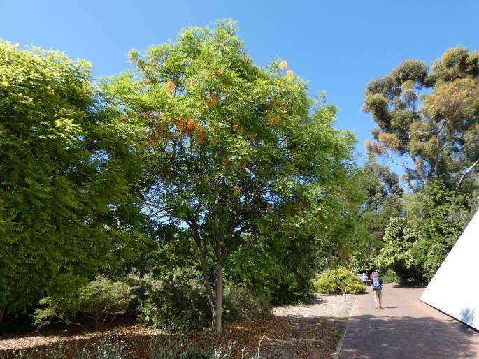 Cassia brewsteri