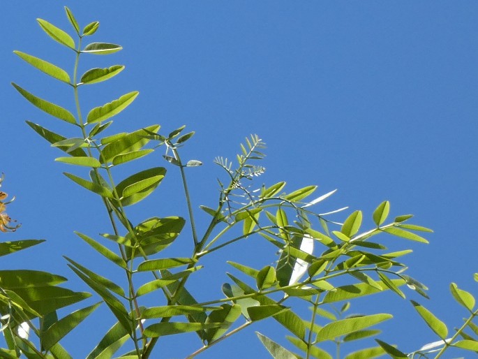 CASSIA BREWSTERI (F. Muell.) F. Muell. ex Benth. | BOTANY.cz