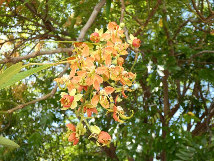 Cassia brewsteri