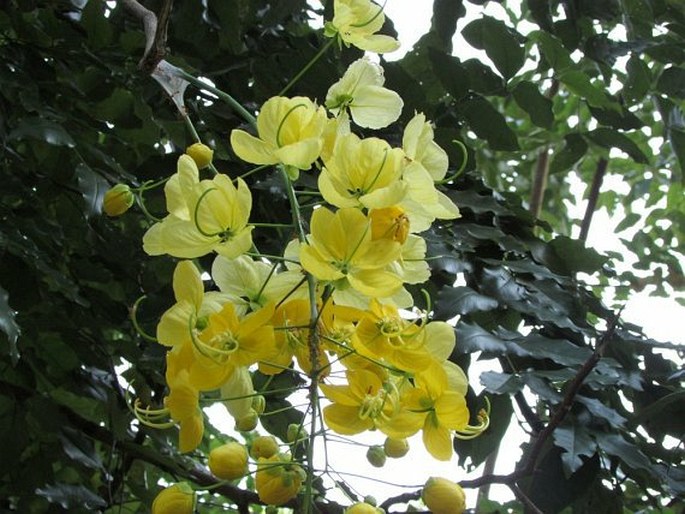 CASSIA FISTULA L.