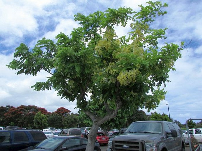 Cassia fistula