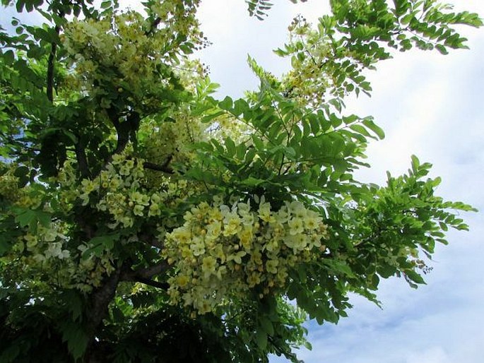 Cassia fistula