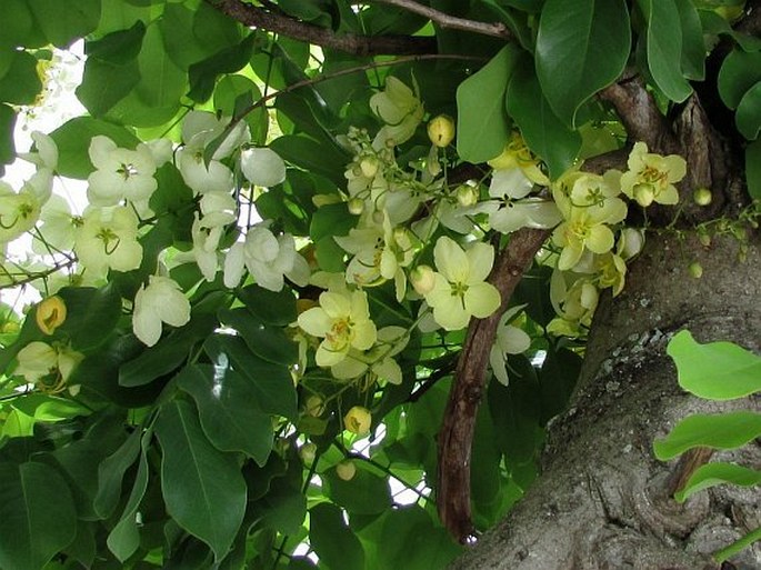 Cassia fistula