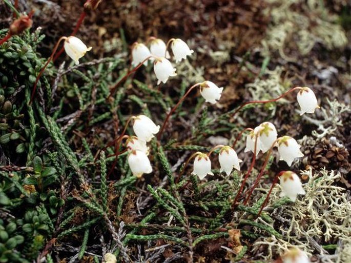 CASSIOPE LYCOPODIOIDES (Pall.) D. Don