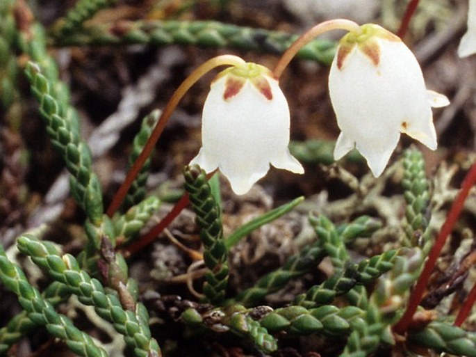 Cassiope lycopodioides