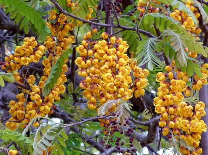 CASSIA MOSCHATA Kunth