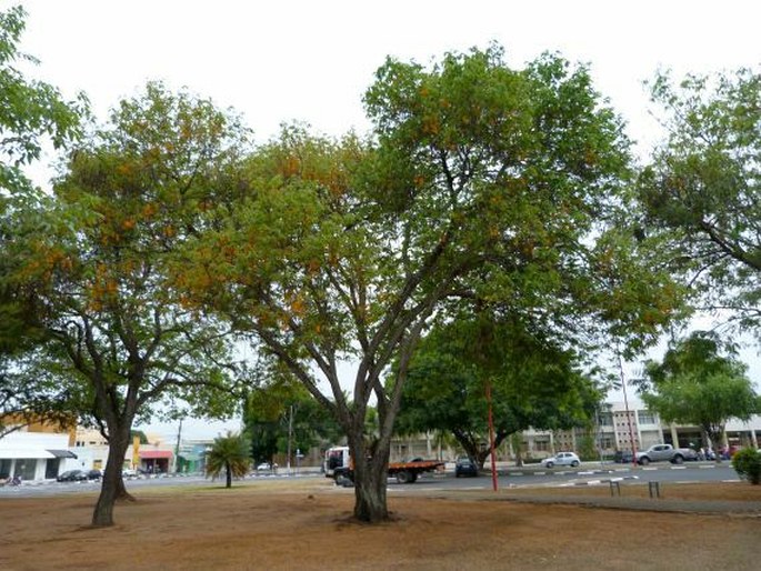 Cassia moschata