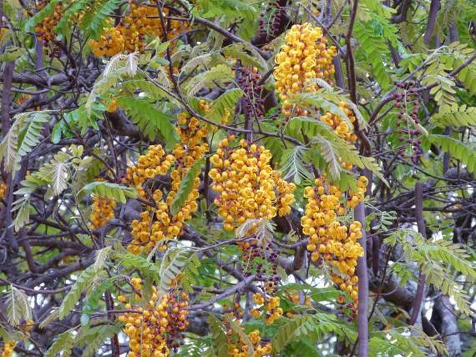 Cassia moschata