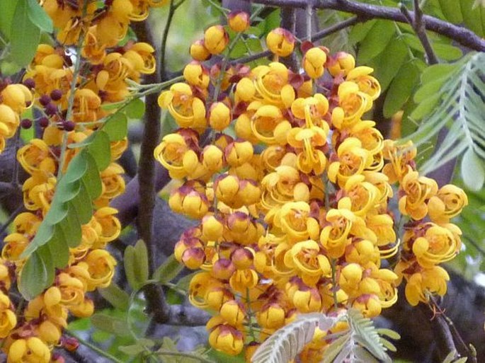 Cassia moschata