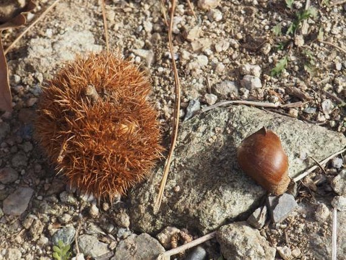 Castanea mollissima